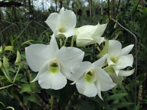 Dendrobium schuetzei