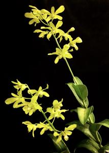 Dendrobium schulleri