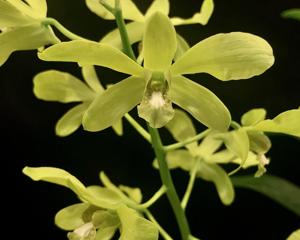 Dendrobium schulleri