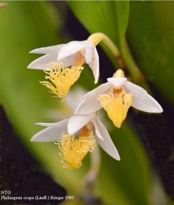 Dendrobium scopa