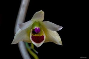 Dendrobium scoriarum