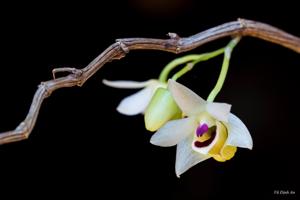 Dendrobium scoriarum