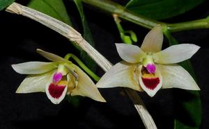 Dendrobium scoriarum