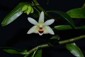 Dendrobium scoriarum