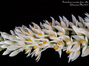 Dendrobium secundum