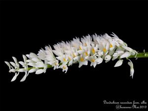 Dendrobium secundum