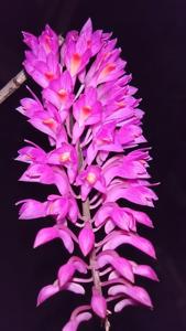 Dendrobium secundum