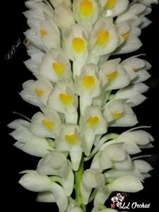 Dendrobium secundum var. album