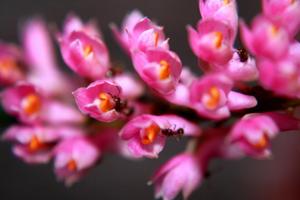 Dendrobium secundum