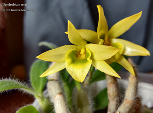 Dendrobium senile