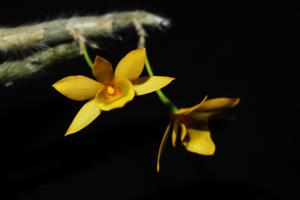 Dendrobium senile