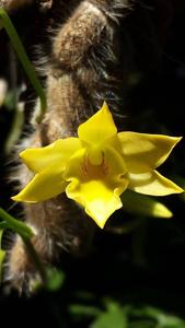 Dendrobium senile