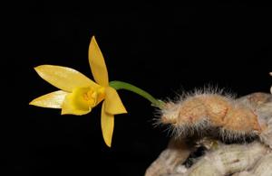 Dendrobium senile