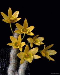 Dendrobium senile