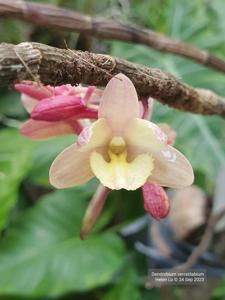 Dendrobium serratilabium