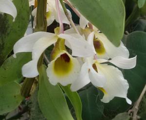 Dendrobium signatum