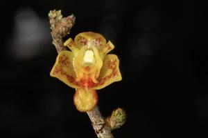 Dendrobium singulare