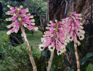 Dendrobium smillieae