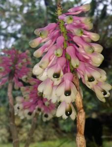 Dendrobium smillieae