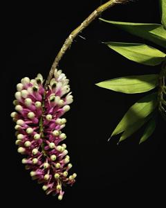 Dendrobium smillieae