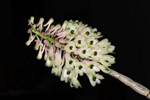 Dendrobium smillieae