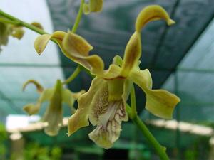 Dendrobium soriense