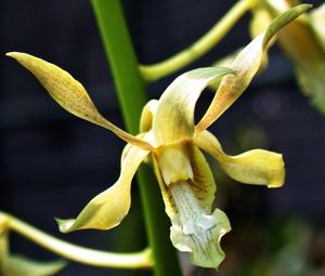 Dendrobium soriense