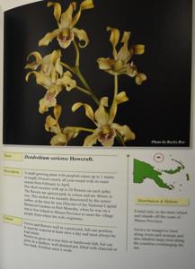 Dendrobium soriense