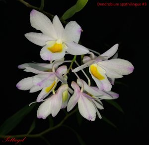 Dendrobium spathilingue