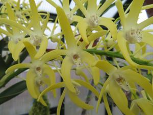 Dendrobium speciosum
