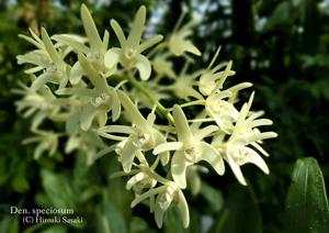 Dendrobium speciosum