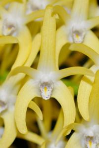 Dendrobium speciosum