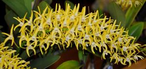 Dendrobium speciosum