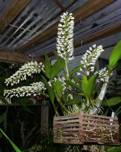 Dendrobium speciosum