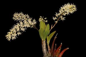 Dendrobium speciosum var. capricornicum