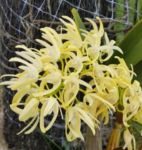 Dendrobium speciosum var. curvicaule