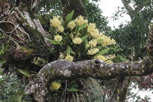 Dendrobium speciosum var. curvicaule