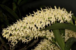 Dendrobium speciosum var. curvicaule