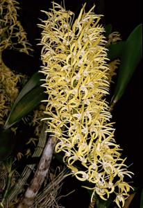 Dendrobium speciosum var. grandiflorum