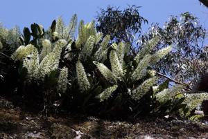 Dendrobium speciosum var. hillii