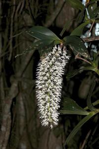 Dendrobium speciosum var. hillii