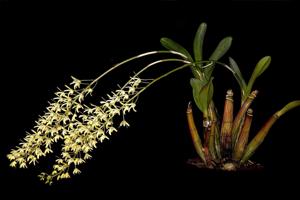 Dendrobium speciosum var. pedunculatum