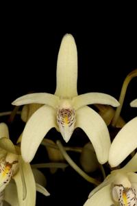 Dendrobium speciosum var. pedunculatum