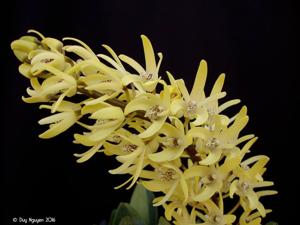 Dendrobium speciosum var. pedunculatum