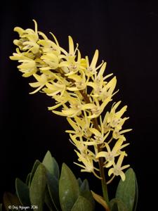 Dendrobium speciosum var. pedunculatum