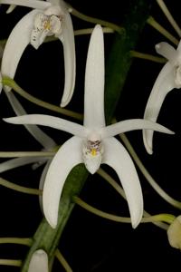 Dendrobium speciosum var. speciosum