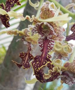 Dendrobium spectabile