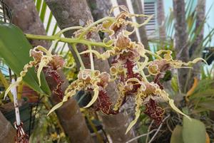 Dendrobium spectabile