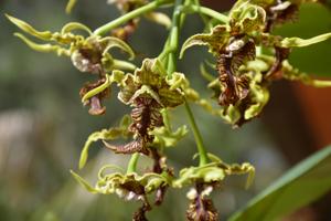 Dendrobium spectabile