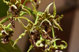 Dendrobium spectabile